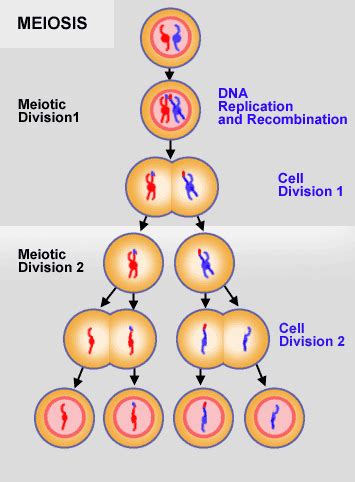 gametes are produced by quizlet